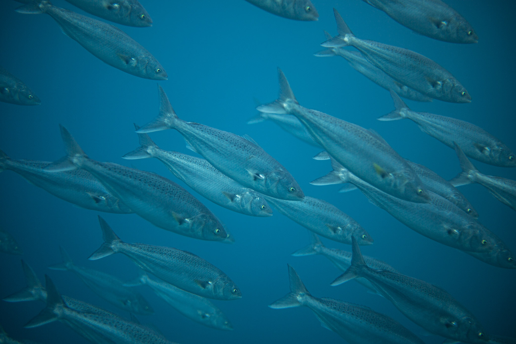 Australian Salmon